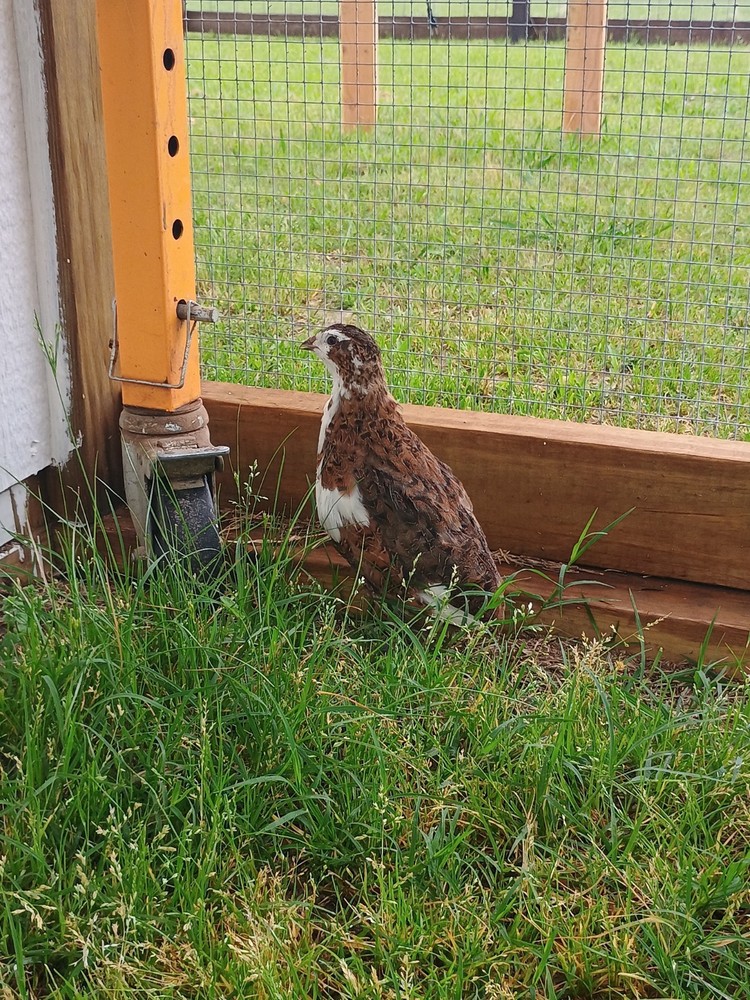 25 Celadon quail Hatching Eggs plus extras, beautiful colors