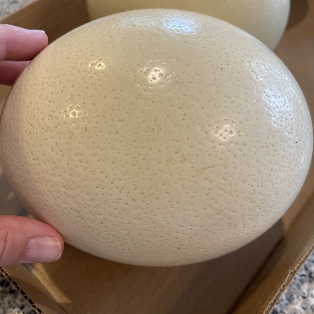 3 Large Ostrich Eggshells 100% Natural Premium Quality