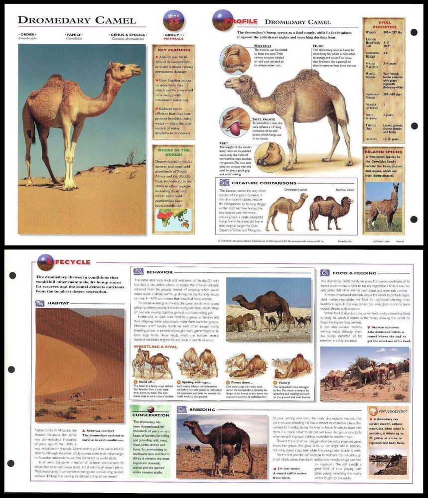 Fold-Out Sheet - Dromedary Camel - 35