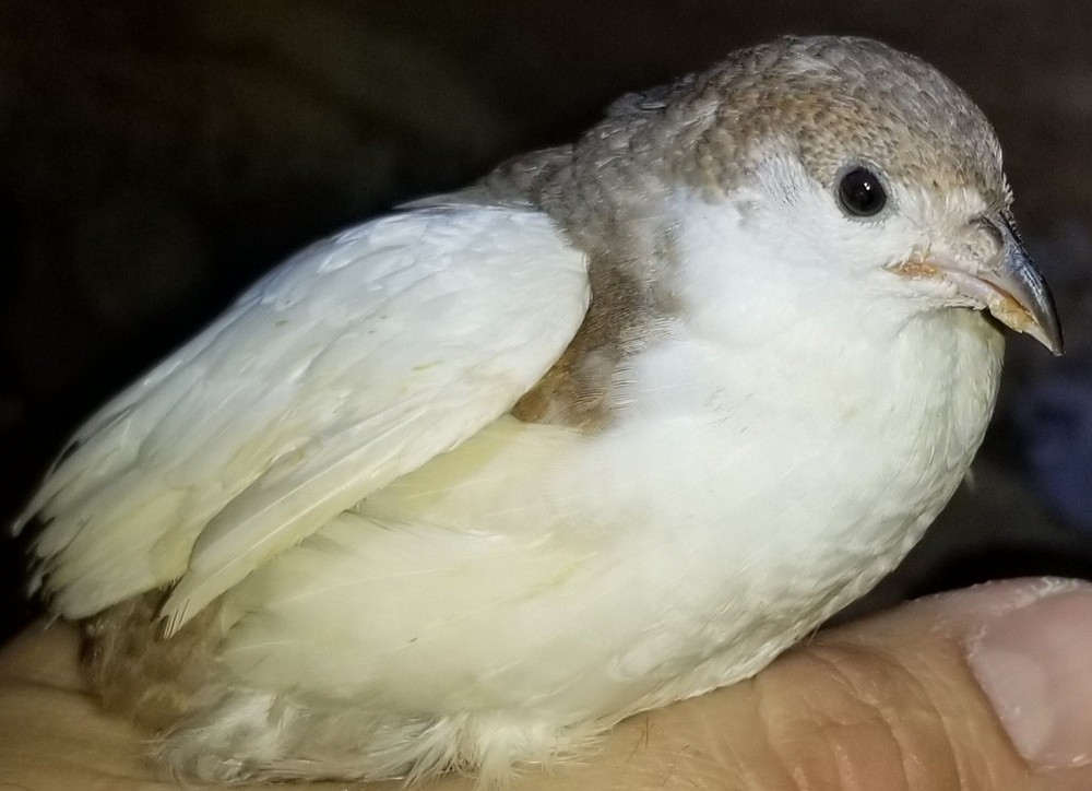 12 Button Quail Hatching Eggs