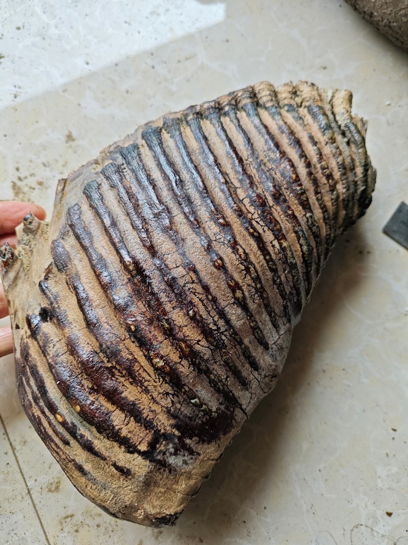 Exquisite fossilized teeth from the Ice Age - Ancient fossil specimens