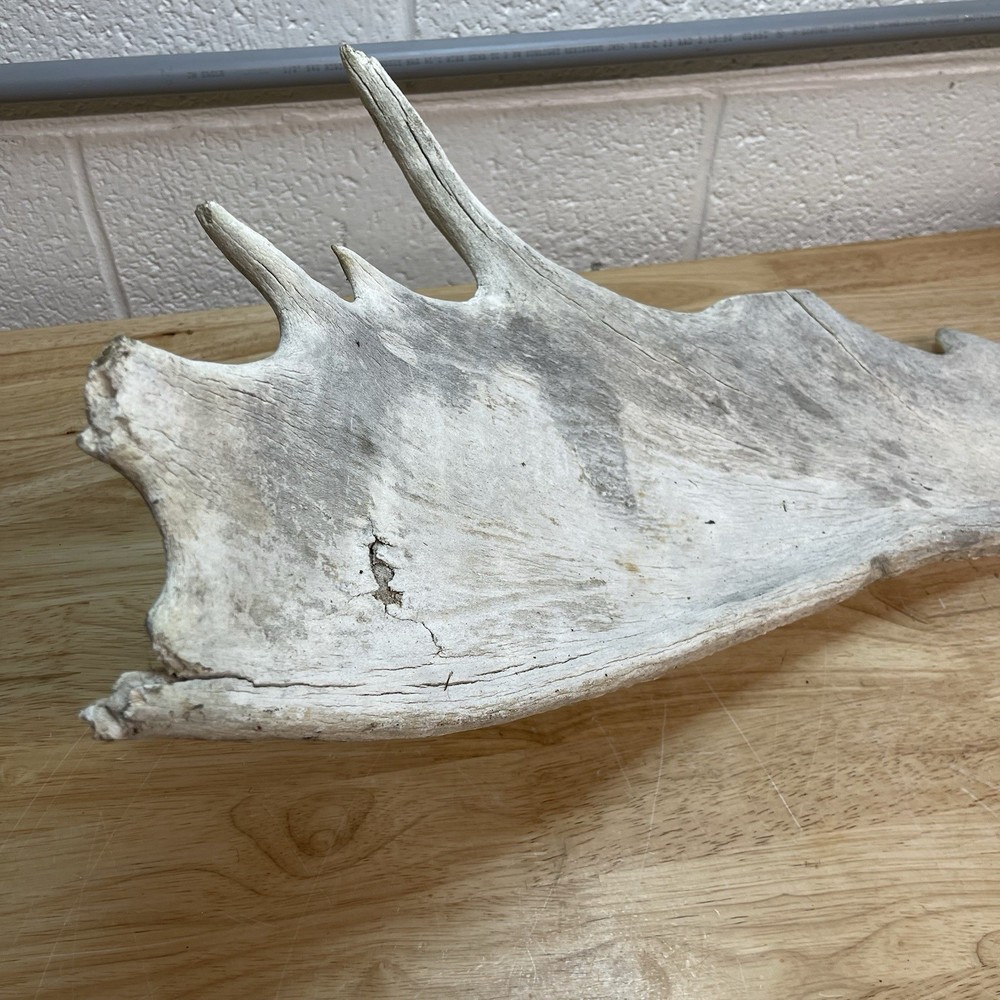 Genuine Moose Antler 30” & 6.95lbs