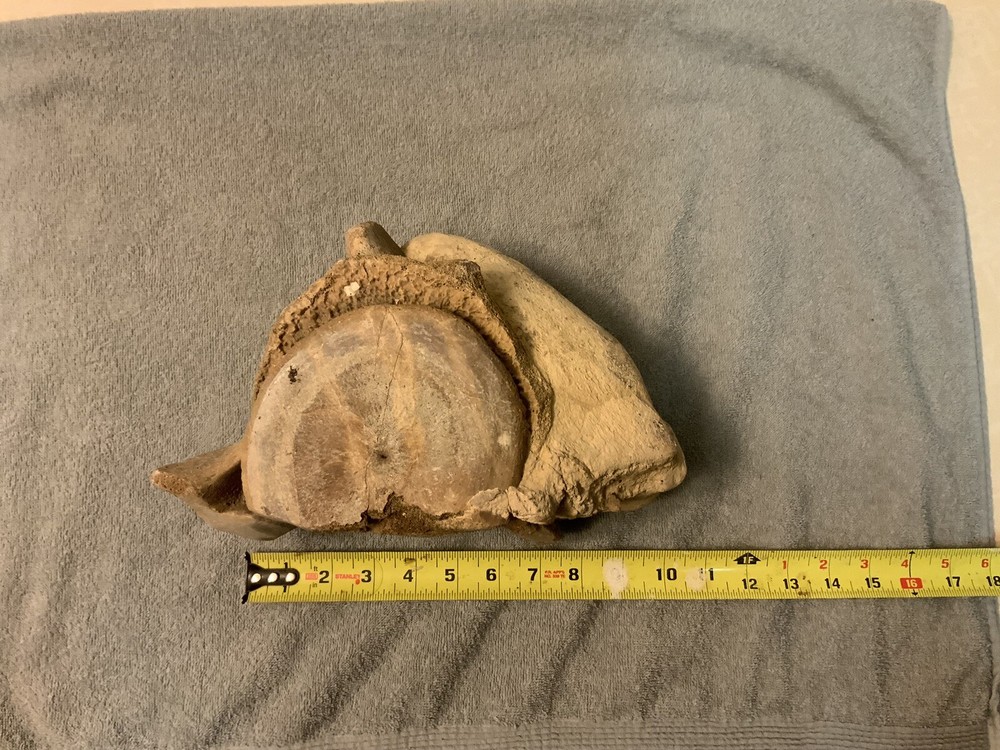Cetacean Vertebra Bone