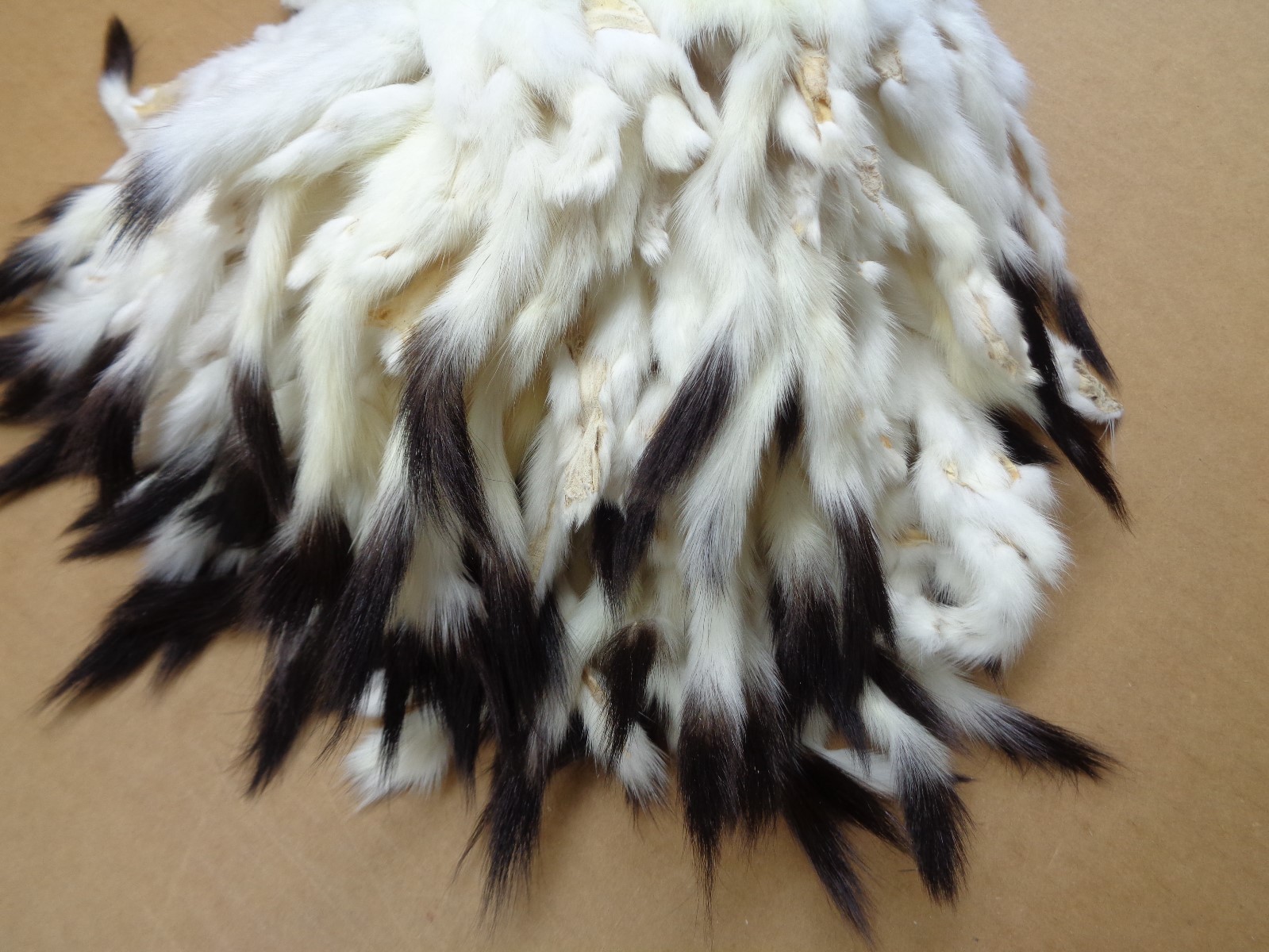 #2 Quality Tanned Ermine with full Tail/Weasel/Fur/Crafts/Stocking Stuffers