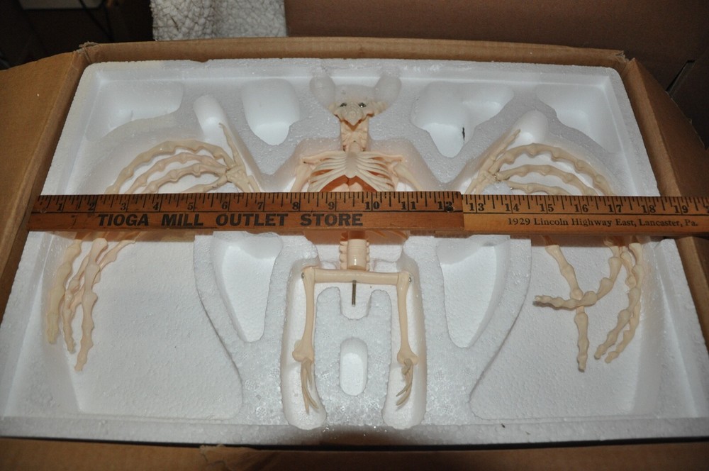 Veterinary Anatomy Bat Skeleton Display Teaching Model with stand Halloween