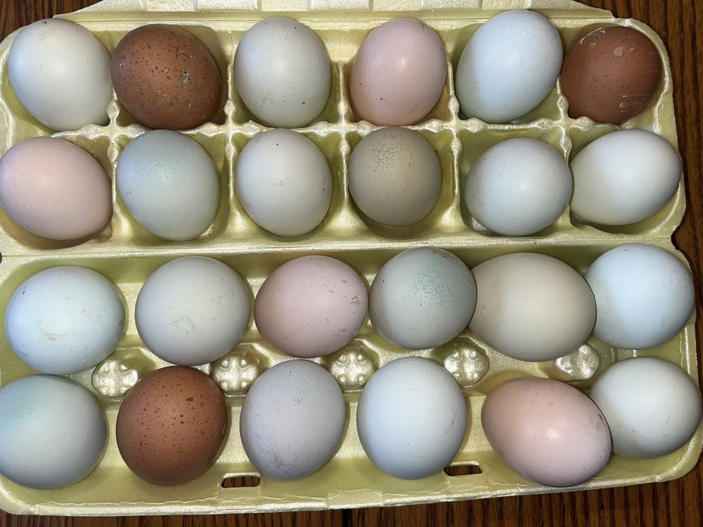 16 + Rainbow Hatching Eggs Easter Egger Olive Egger Ameraucana Priority Shipping