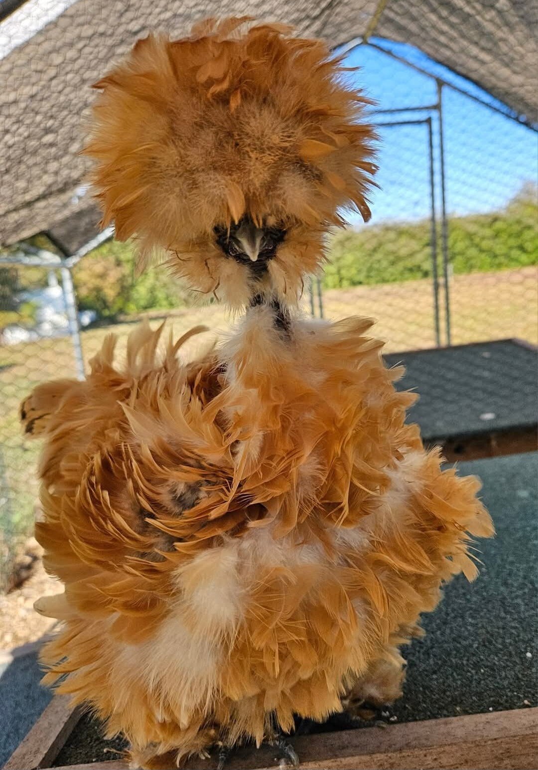 12+ Silkie, Satin, Frizzle Show Quality Hatching Eggs, NPIP Cert