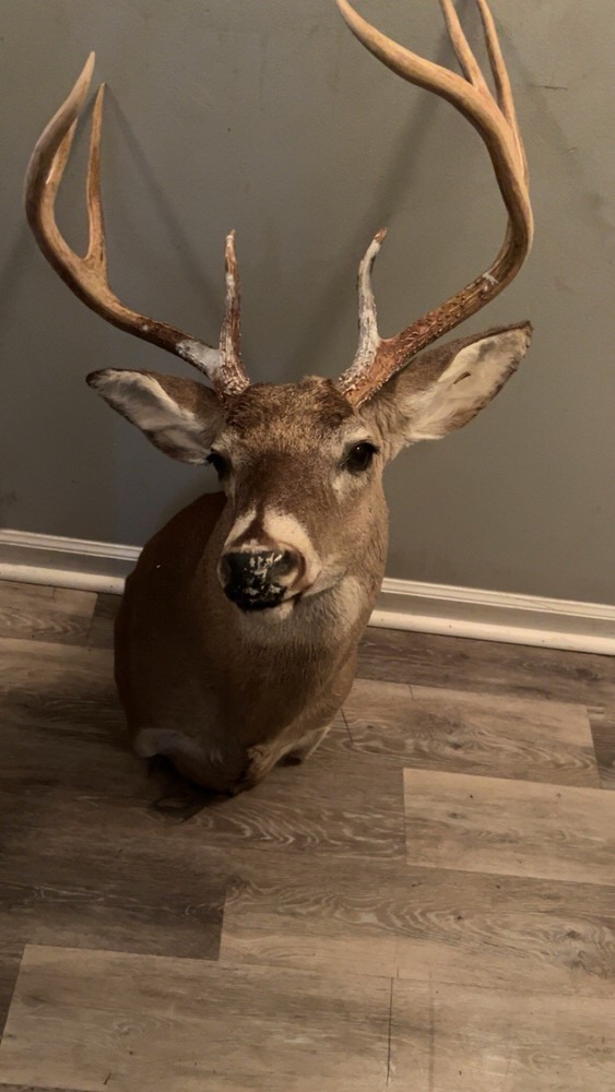 Deer Mount