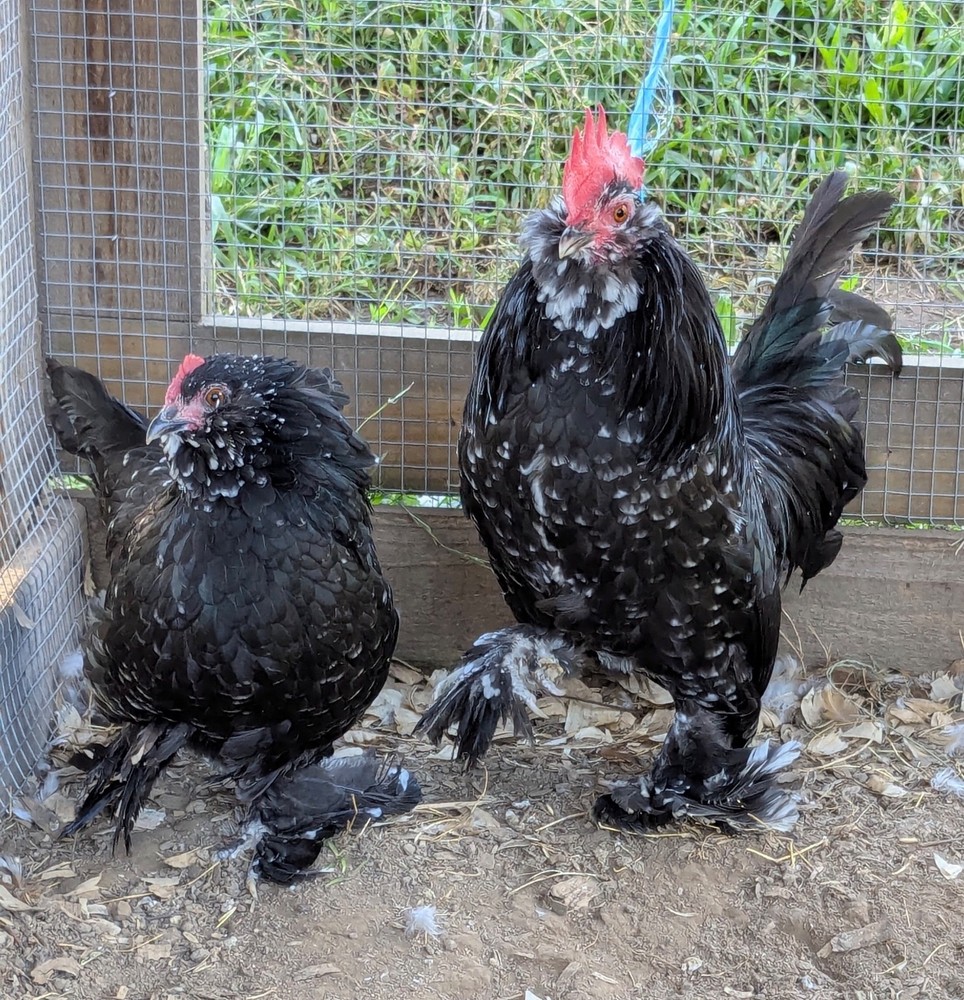 8 Black Mottled D’uccle Hatching Eggs