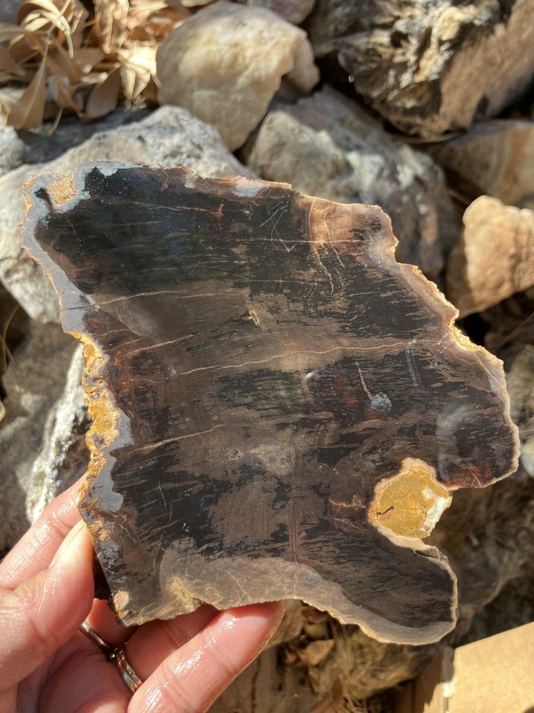 Petrified Wood Slab (End Cut)