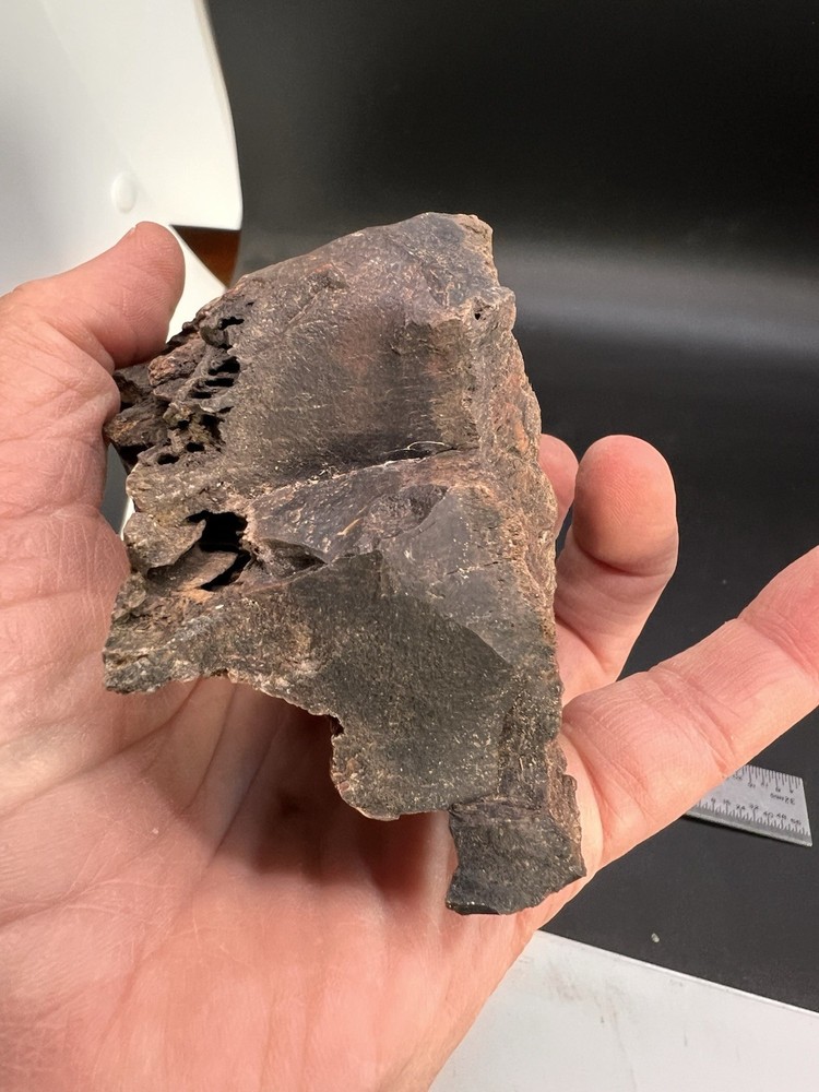Ball Ranch Petrified Wood D3