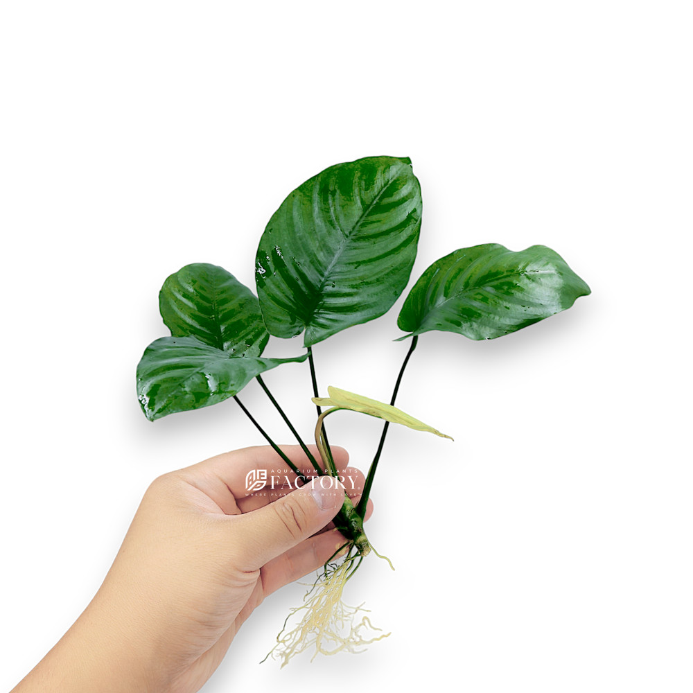 Anubias Barteri Broad Leaf