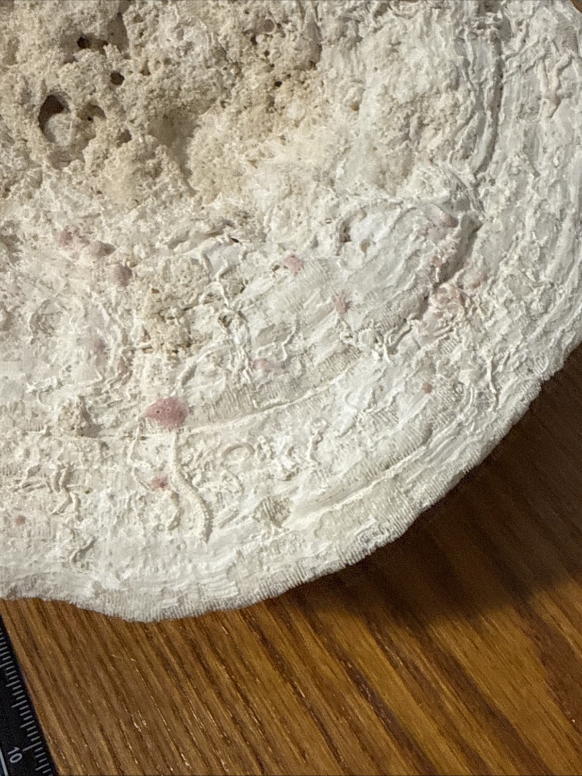 Large Natural Brain Coral Vintage Salt Water Fossil Heavy 9.12 lbs, 9" wide