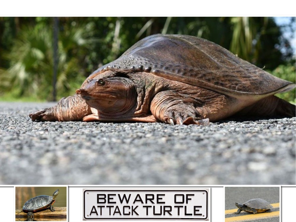 Beware of Attack Turtle Sign