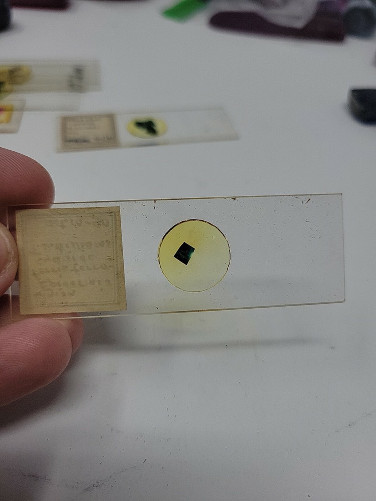 Vintage Microscope Slide 1940