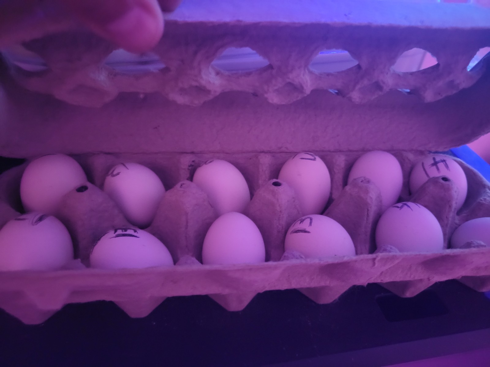 High-End Kikiriki Hatching Eggs – 6 Count (Extras Included When Available)