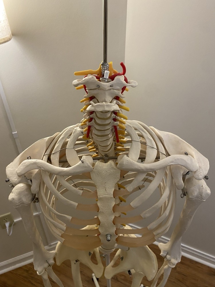 Fred The Flexible Skeleton Anatomical Model