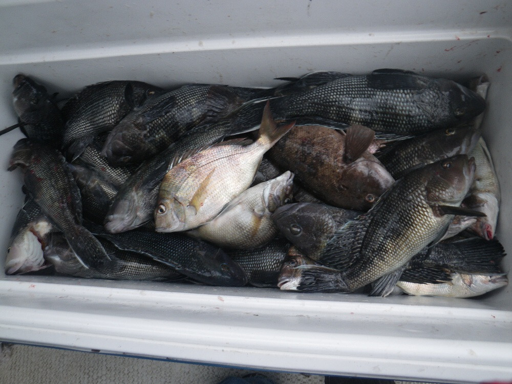 Hand Tied Black Sea Bass Fishing Rigs VMC Hooks Ling Porgy Cod