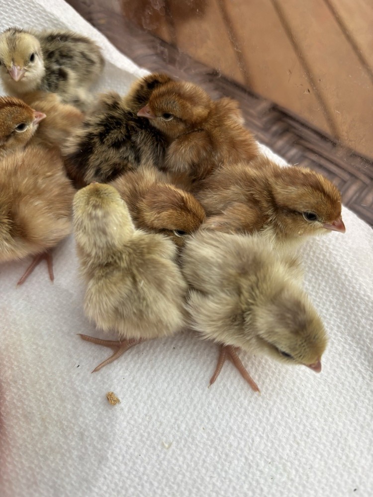 6+ Mixed Bobwhite Hatching Eggs