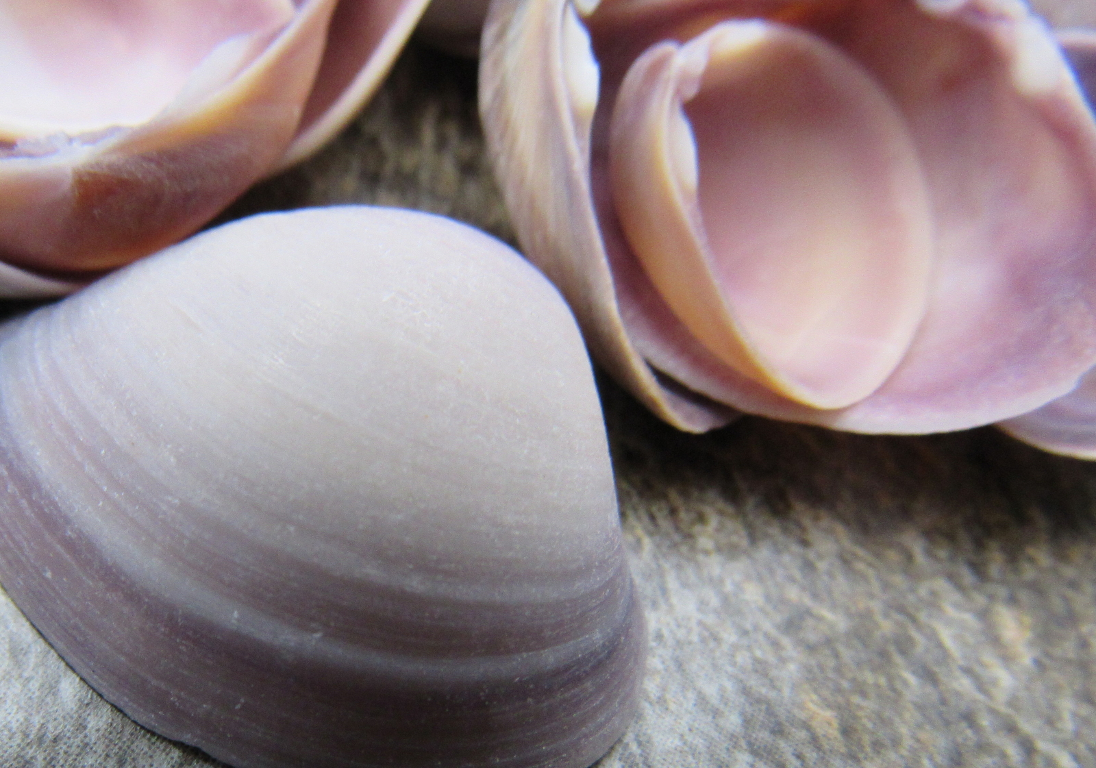 Purple Cay Cay Clam Seashells (approx. half cup 45+ shells 0.75+ inches)