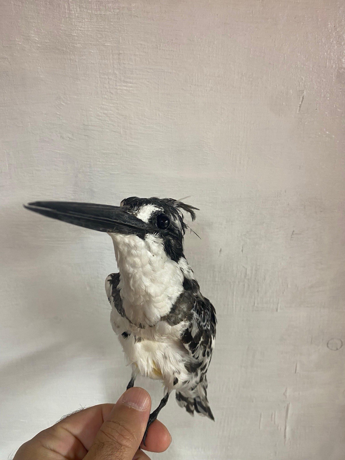 taxidermy bird for sale Halcyon Smyrnensis