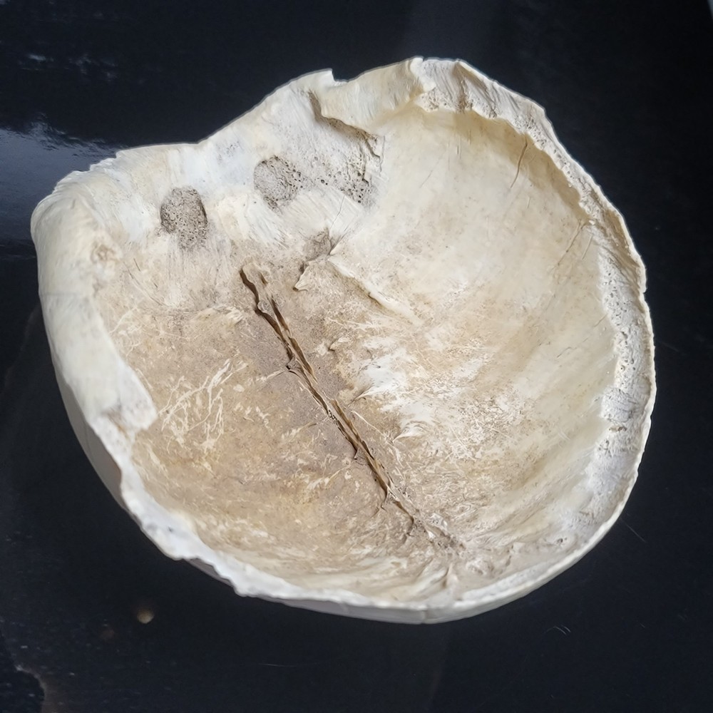 BLEACHED FOSSILIZED REPTILE BONE Skeleton TURTLE SHELL #1