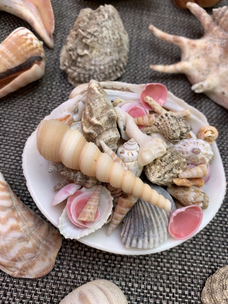 Mixed Natural Seashells Beach Aquarium Crafts Decor Includes Everything You See