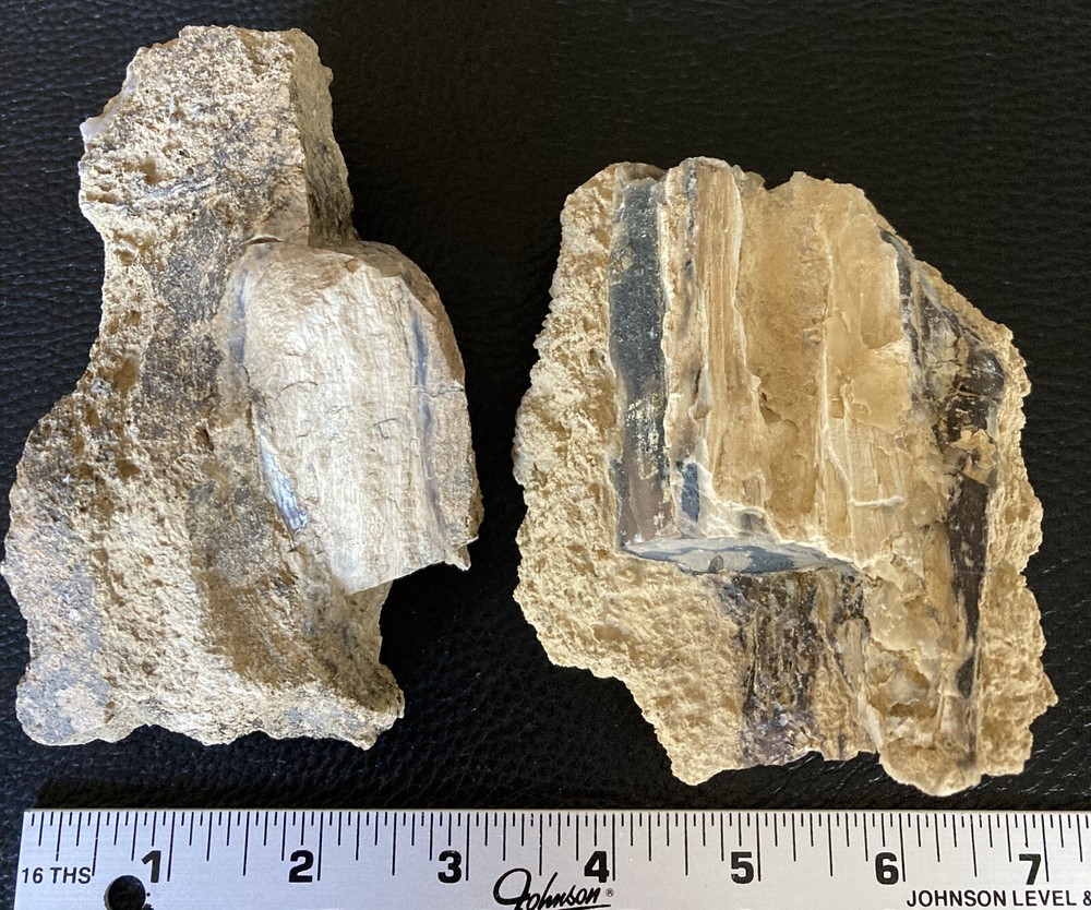 2 Petrified Wood Chunks embedded in Limestone - 2.2LBS