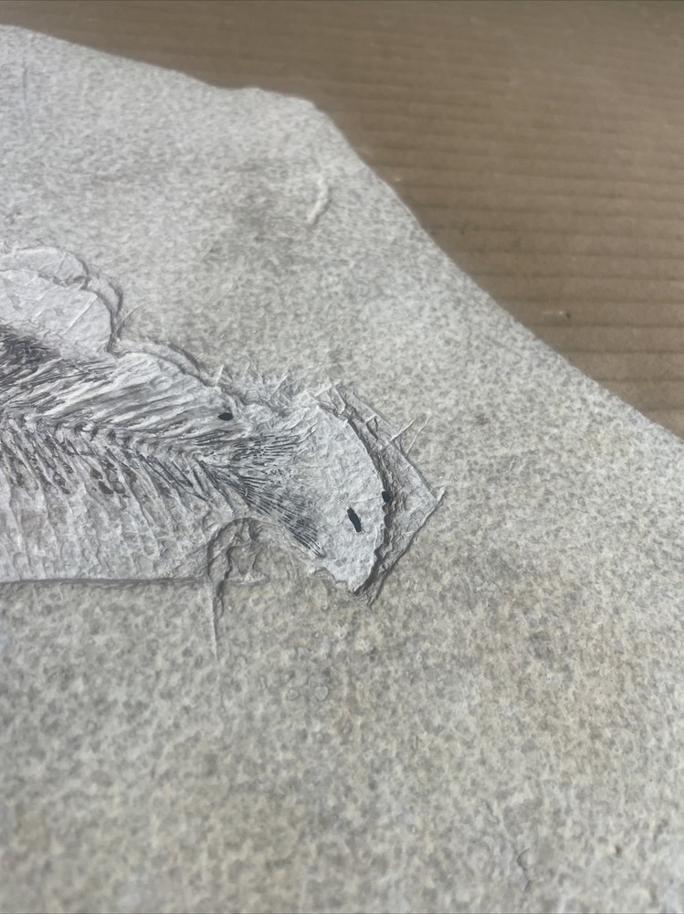 Fossil Fish 8.5 X 10.5