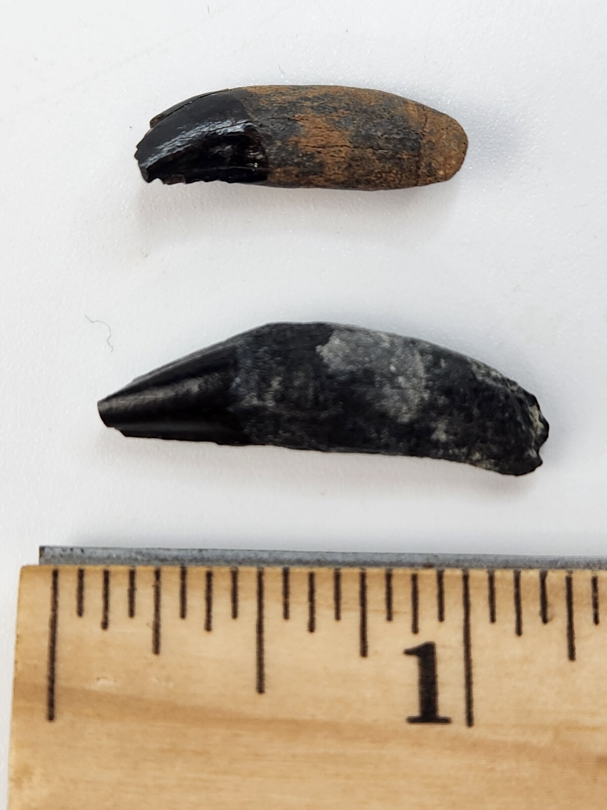 Raccoon Rooted Upper Canine Tooth Fossil - Florida Pleistocene - 1 Per Purchase