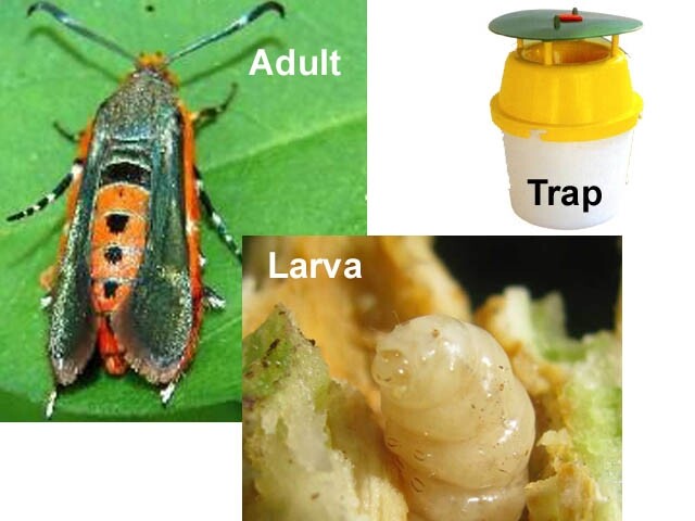 Squash Pumpkin Vine Borer Trap with Lure