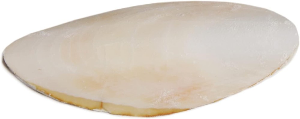 Medium 5-Inch Cuttlebone for Birds Natural Calcium Supplement