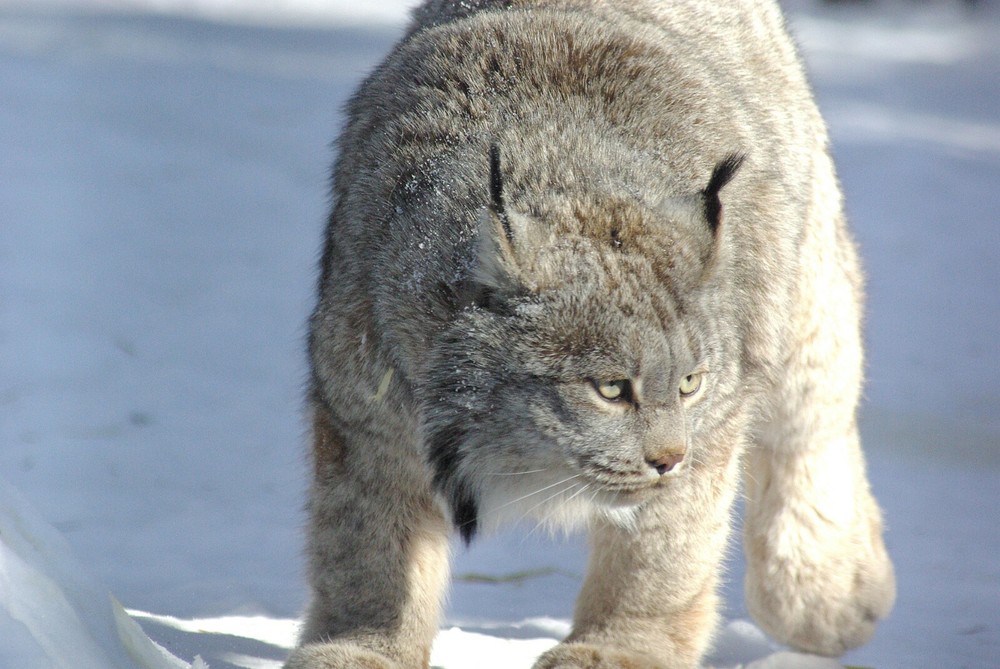 Lynx Taxidermy Reference Photo Cd