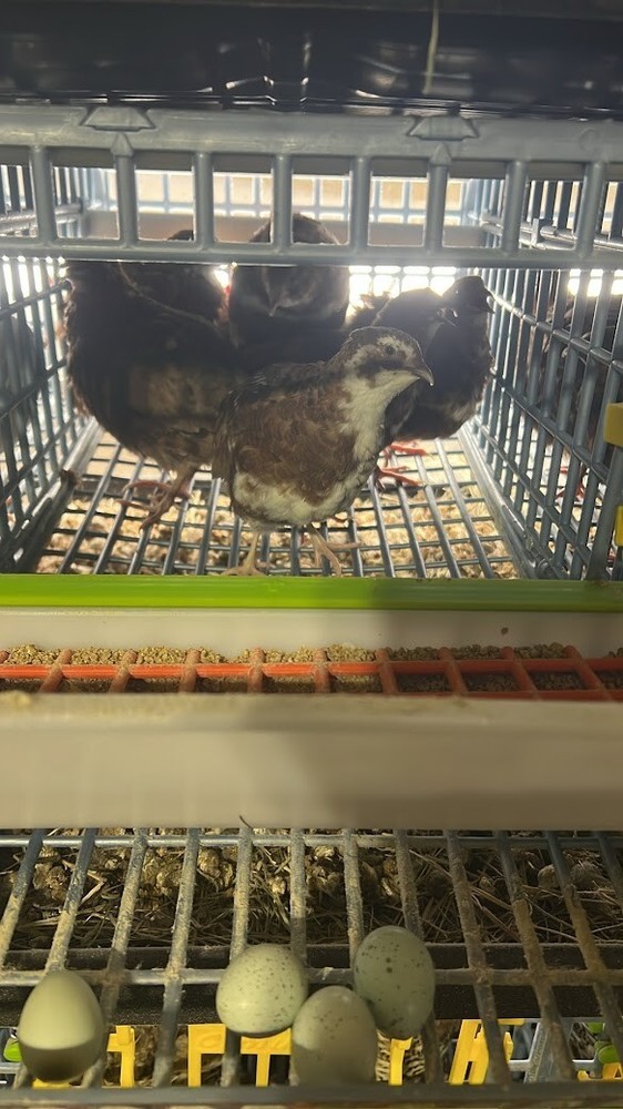 12 Celadon Blue Quail Red Range Jumbo Hatching Eggs, Good Genetics