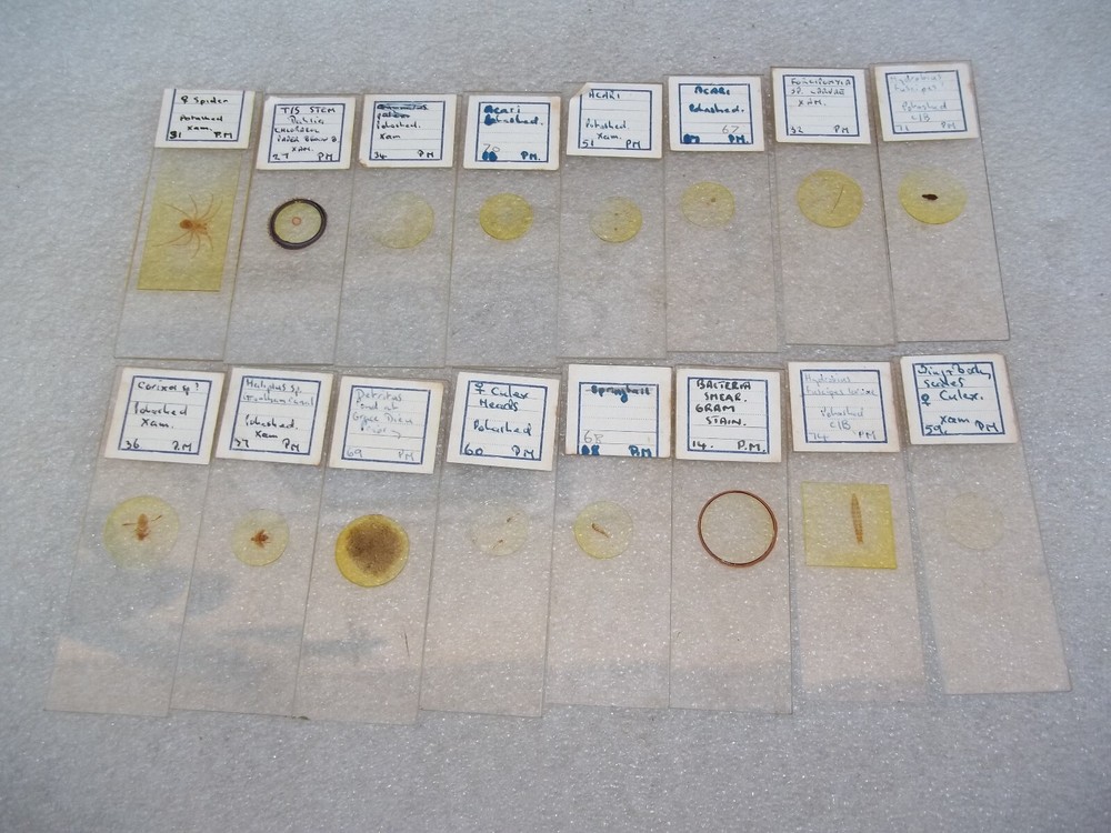 Vintage Glass Microscope Slides