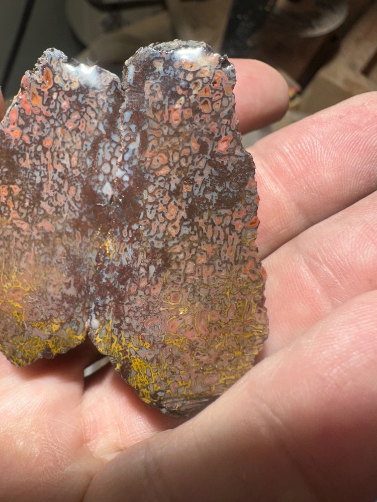 Dinosaur bone rough **hxtled split