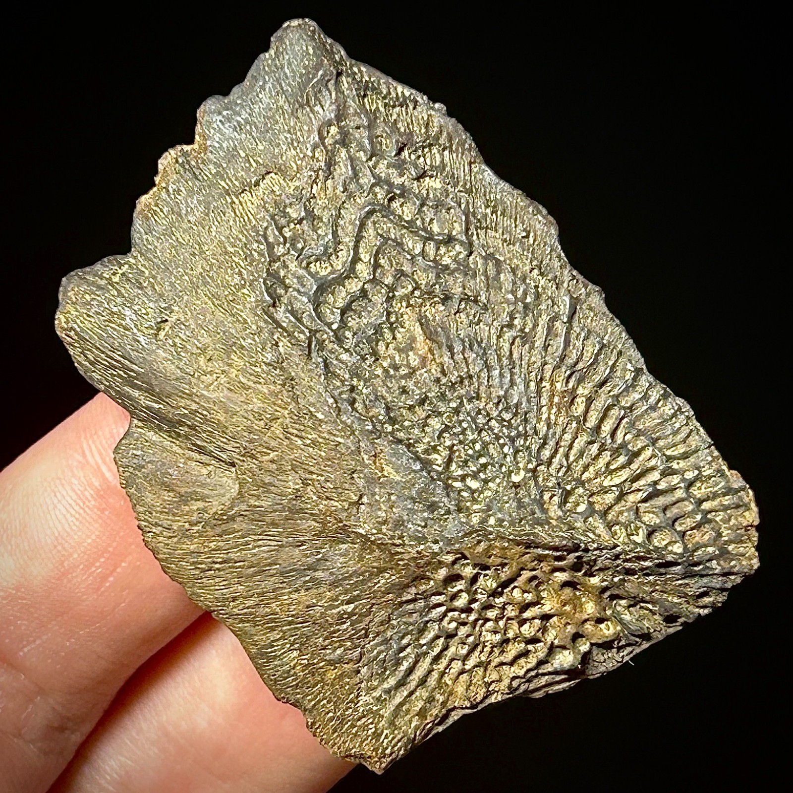 Atlantic Sturgeon Scute (Acipenser cf. oxyrinchus) 1.93" Bony Fish Fossil Dermal