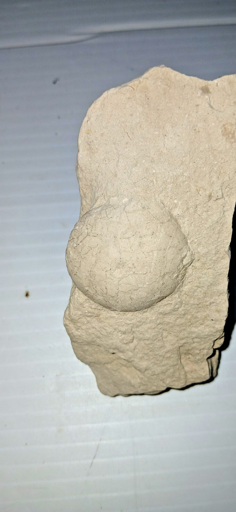 Turtle Egg Fossil?