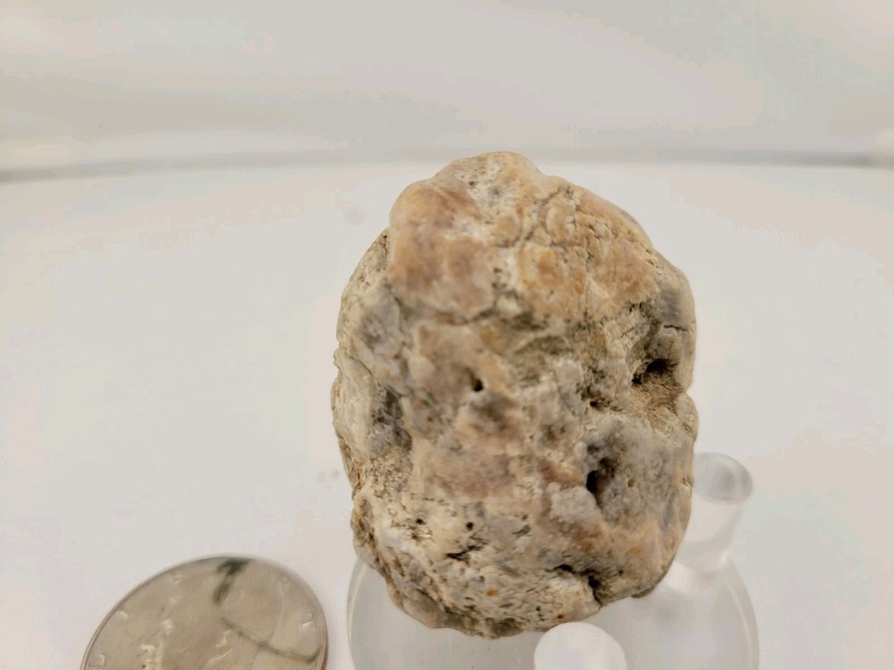 Real Permineralized Reptile Egg Fossil