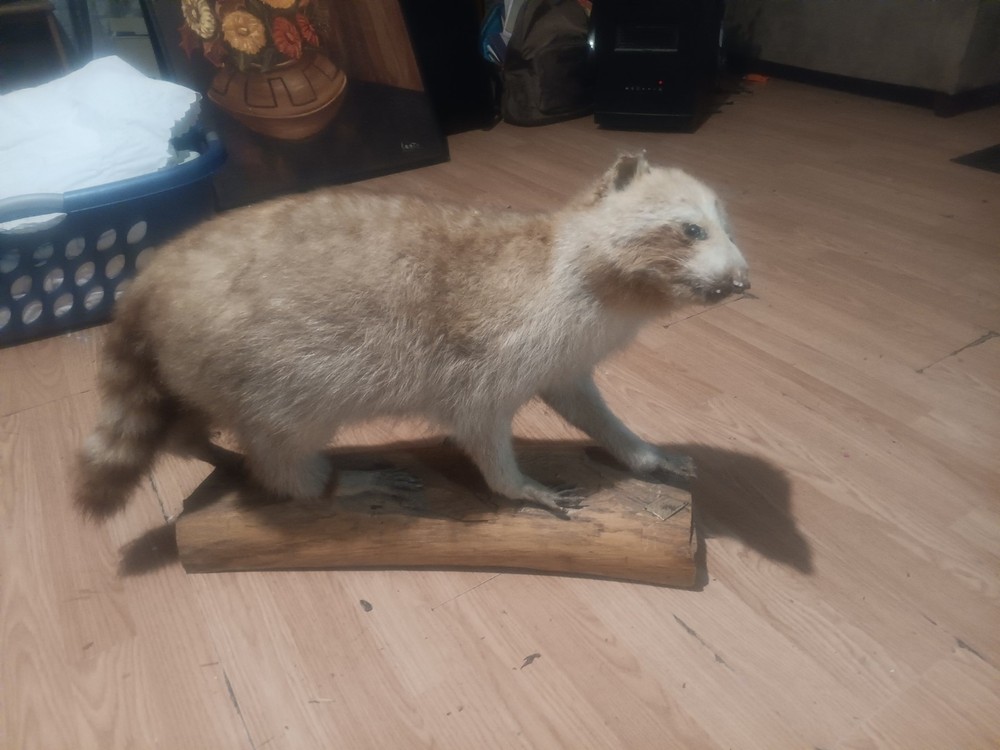 Albino coon