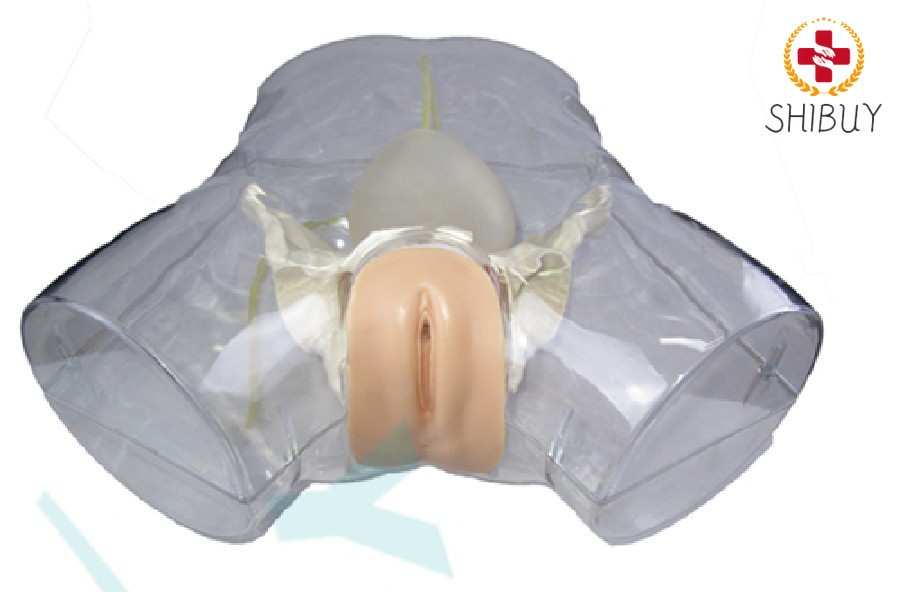 1:1 Human Female Transparent Catheterization Model Training Display Model