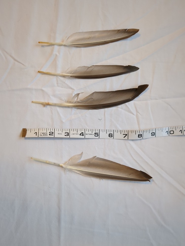 1 Pack - Natural Brown Duck Pointer Primary Wing Feathers Halloween Wedding