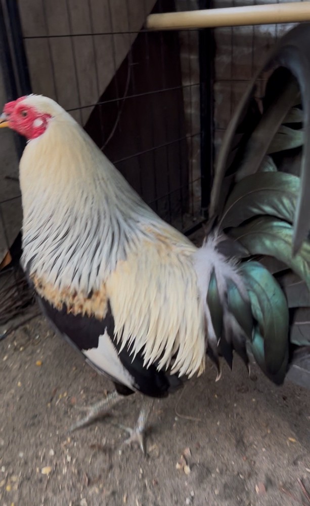 Six Fertile Hatching Chicken Eggs