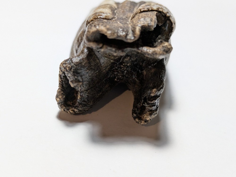 Cow Tooth