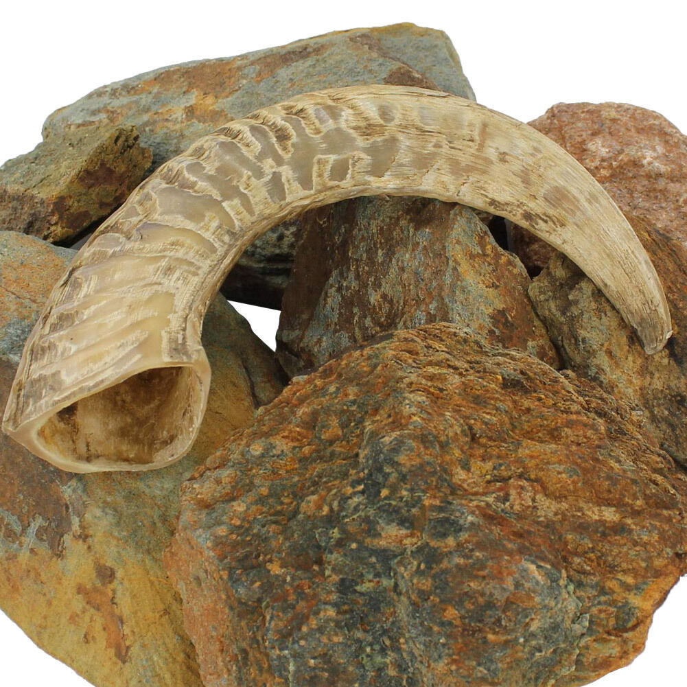 Natural Ram Horn Paperweight, Decorative Home Décor, 10-12 Inches - Novelty Gift