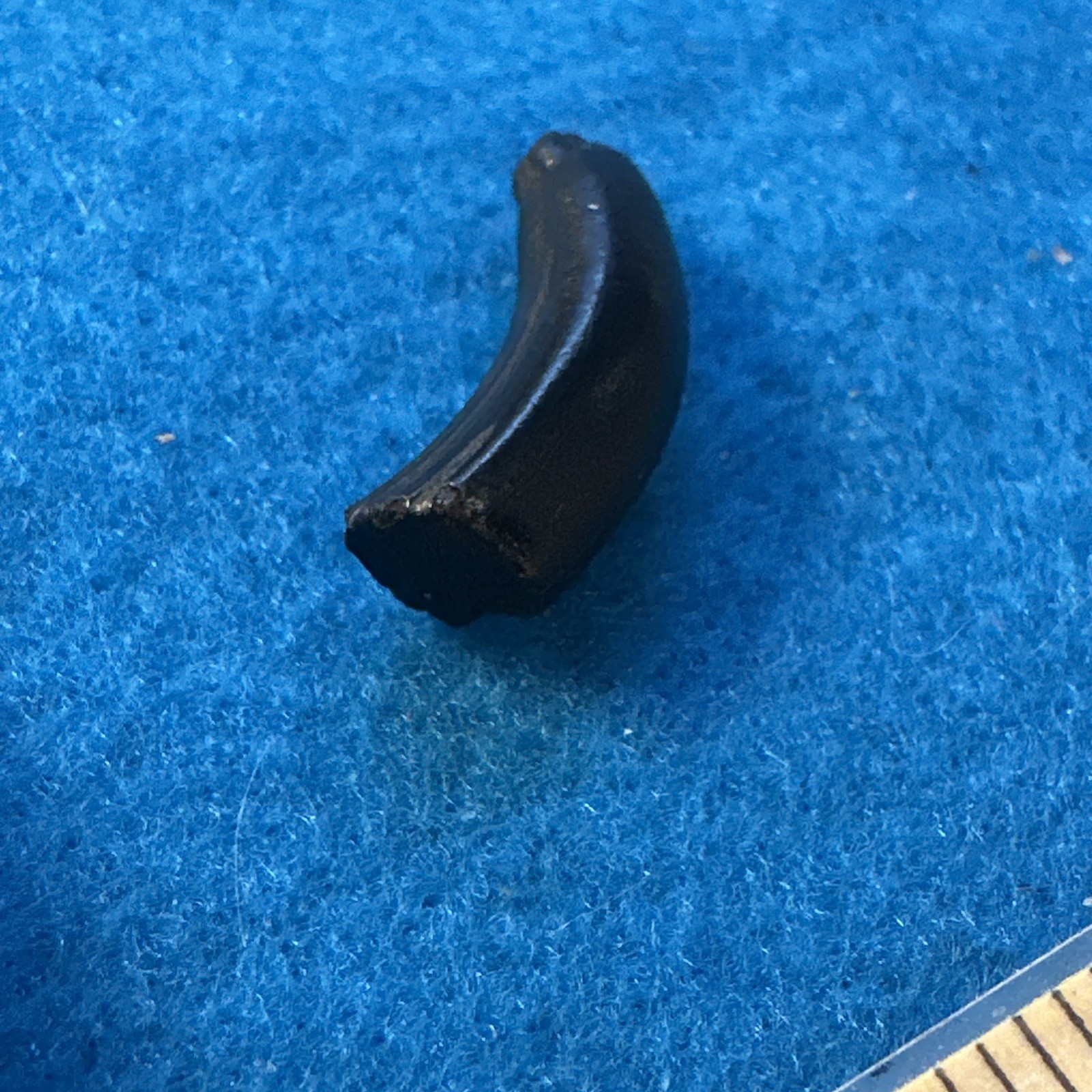 Beaver Prehistoric Incisor Tooth Fossil in Display Case