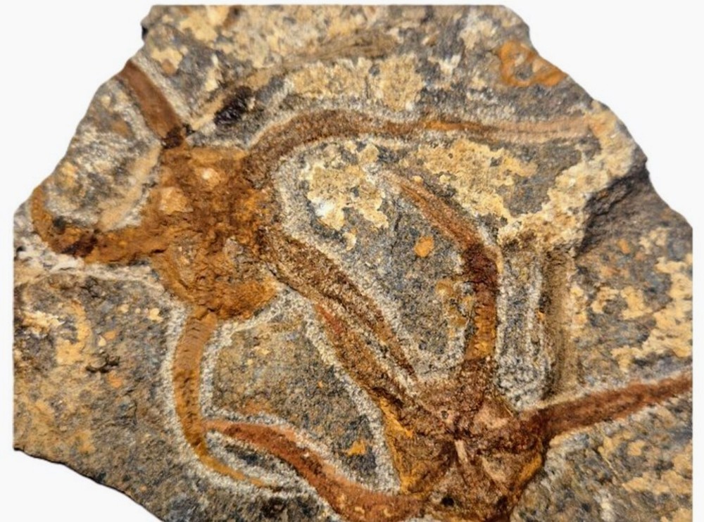 Fossil