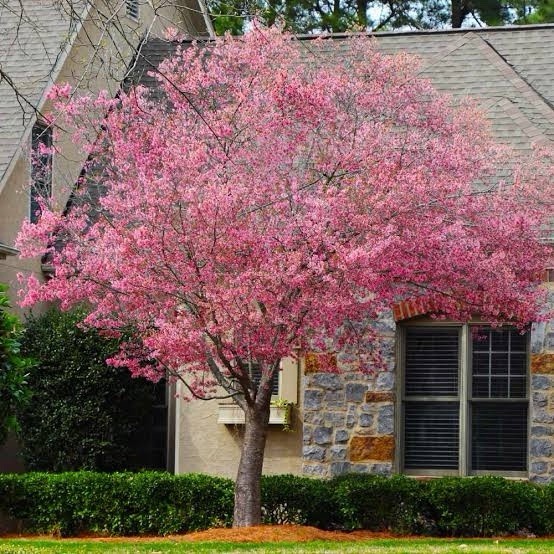 Okame Cherry Tree 2-3ft Tall Now Live Cherry Blossom Tree