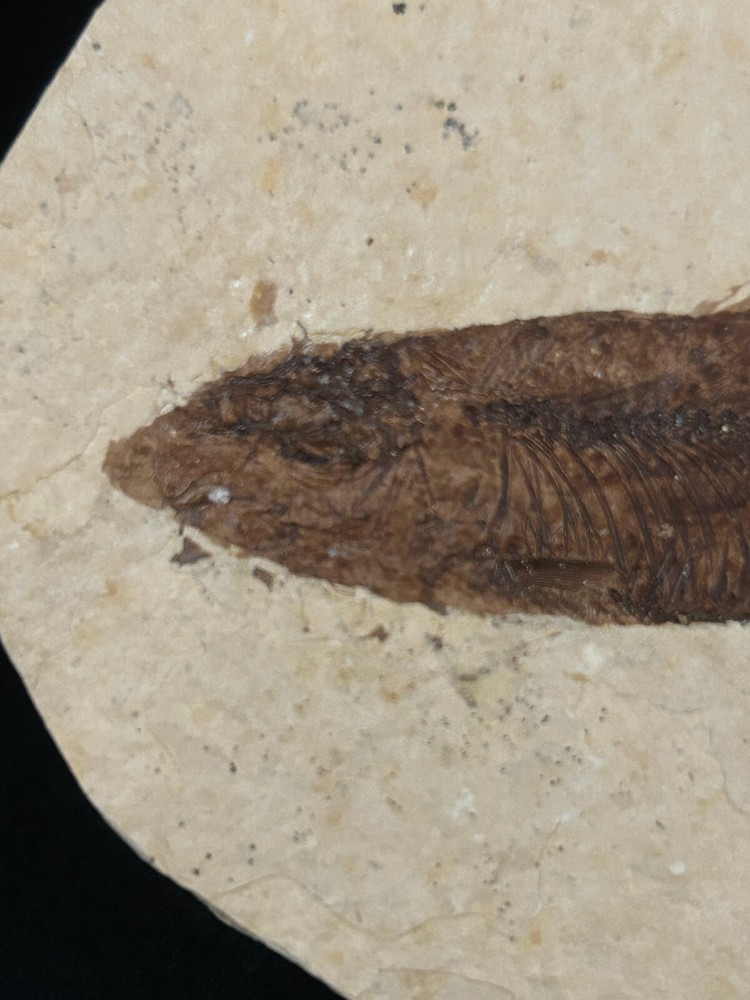 Fossil Fish