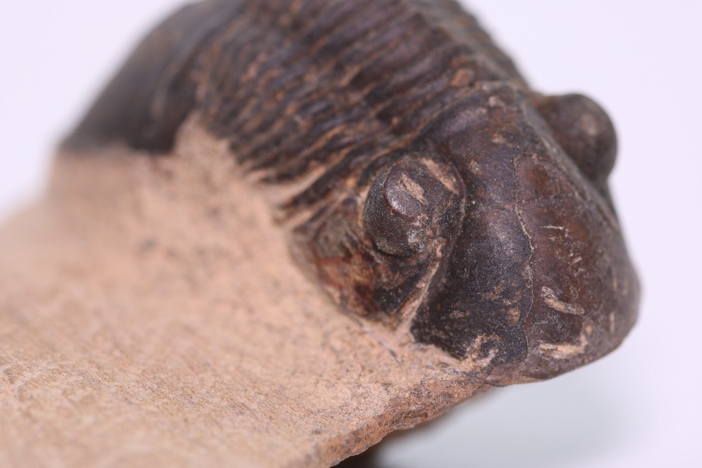 Fossil Trilobite Paralejurus Devonian Morocco COA 5483